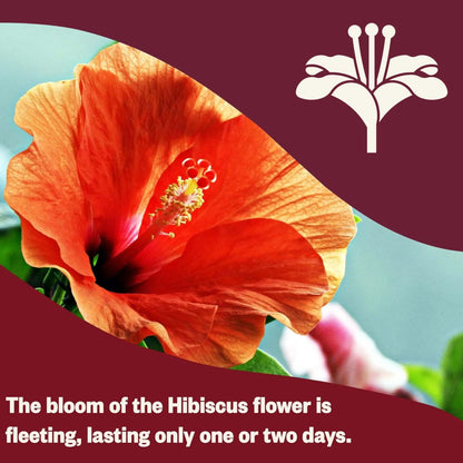 100 bags-Luoshen flower tea bag, decaffeinated herbal tea bag, rich in antioxidants, tea lovers' gift, antioxidant rich mixture